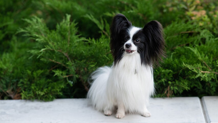 Papilion dog outdoors. Portrait of a black and white continental spaniel.