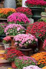 Bright chrysanthemum flowers in pots on the steps of the flower market. Floral decoration. Floristics.
