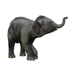 Obraz premium Baby Indian Elephant holding trunk up.