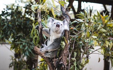 koala resting in a tree