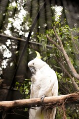 white parrot in the woods