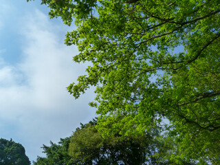 Look up at the trees and the sky