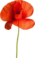 Red poppy flower - isolated - obrazy, fototapety, plakaty