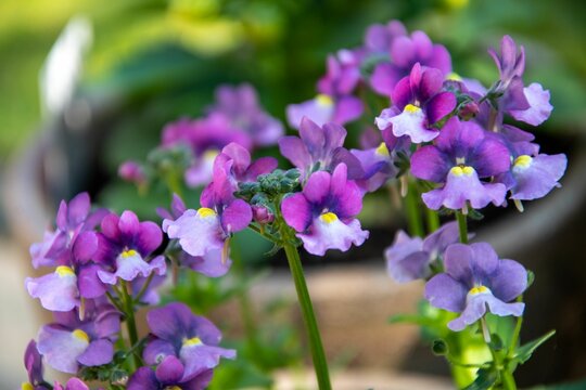 Bouquet of purple Nemesia flowers blooming in the garden