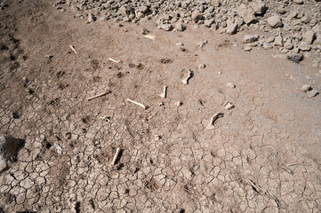 Bones of animal on the dry ground with some stones