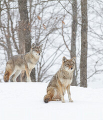 Two Coyotes Canis latrans walking and hunting in the winter snow in Canada