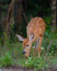 White-tailed fawn walking in the forest in the early summer in Canada - 542394109