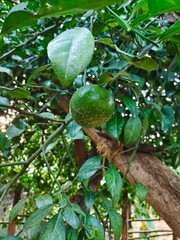 Vertical closeup shot of an unripe orange on the tree