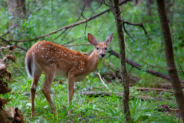 Naklejka na ściany i meble White-tailed fawn walking in the forest in the early summer in Canada