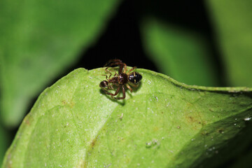 red synema globosum spider macro photo