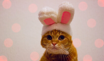 Easter red cat with rabbit ears. Banner, Easter screensaver for design. New Year 2023.A cute kitten looks into the camera in a rabbit costume.