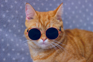 Close-up portrait of a funny red cat wearing sunglasses insulated against a gray background. Copyspace.
