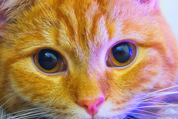 Big red cat close-up. The muzzle of a cat with large eyes and a long whiskers.