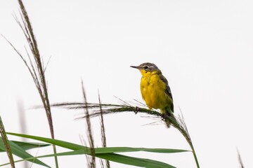 Beautiful shot of Western Yellow Wagtail (Motacilla flava) sitting on a plant on white background
