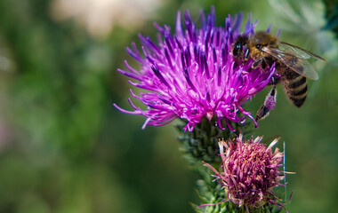 Close up of a bee collecting pollen on the purple thistle flower