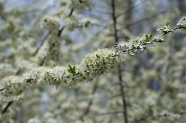 Cherry blossoms against the sky. Sign of spring.