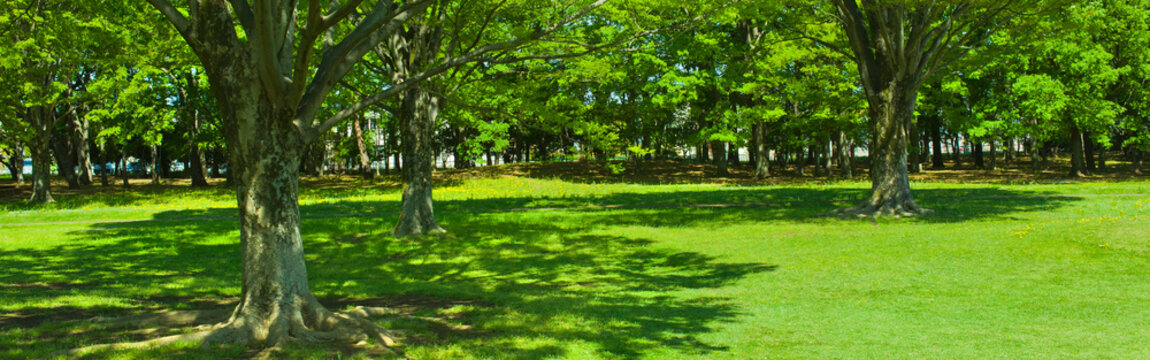 banner image of green garden