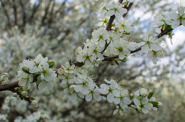 Cherry blossoms against the sky. Sign of spring.