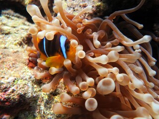 clown fish