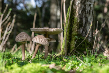 Mushrooms in the forest during autumn.