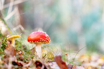 Mushrooms in the forest during autumn.