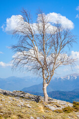 Fototapeta na wymiar A tree on the background of mountains. White birch without leaves