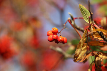 Piękna czerwona jarzębina na jesiennym drzewie.  © FotoDax