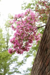 Vertical shot of a cherry tree growing in the garden