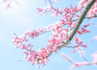 Closeup shot of a cherry tree growing in the garden