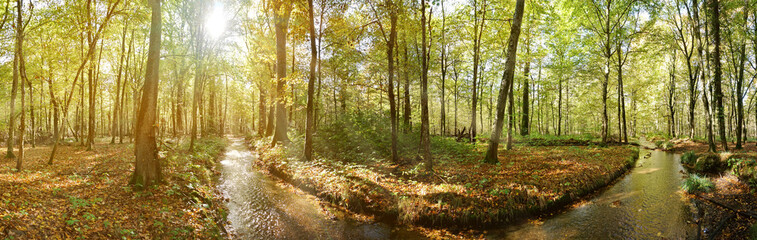 Fototapeta na wymiar Wald mit Bach im Herbst - Waldlandschaft Panorama mit Sonnenstrahlen