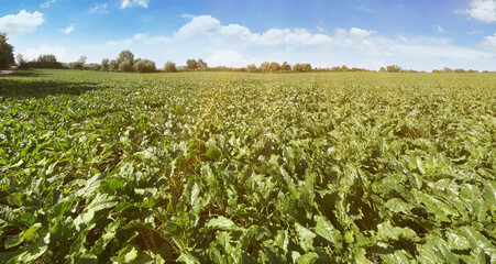 Zuckerrübenacker - Acker mit Zuckerrüben im Sommer. Panorama