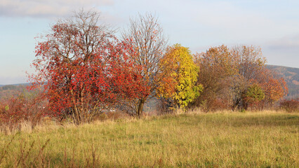 Piękna czerwona jarzębina na jesiennym drzewie.  © FotoDax