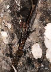 Two crickets (Gryllus Bimaculatus) are sitting between two pieces of rock. Closeup insect photography.
