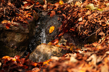Beautiful close up photo with the amazing autumn color leafs standing in the middle of a river inside a mountain side forest. Nature fall landscape.