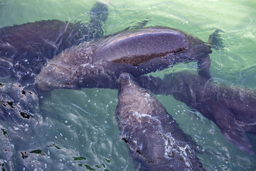 Obraz premium Sea lions at Valparaiso fish market, Chile