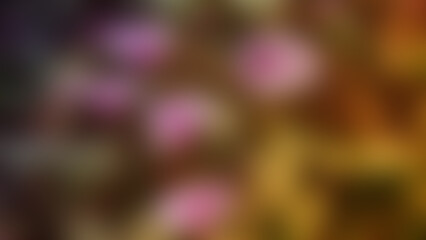 abstract background White purple flowers or Ipomoea Aquatica or spinach is a semi-tropical plant grown as a vegetable. gradient black pink yellow brown blur tropical plants flowers plants nature 