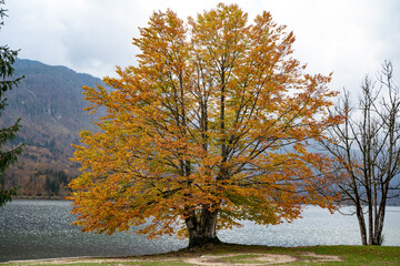 autumn tree in the park