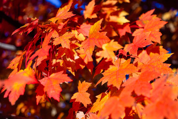 Naklejka na ściany i meble Autumn leaves on the trees. Yellow maple leaves. Autumn background. Leaves on blurry background. Natural background and wallpaper.