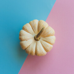 A small white pumpkin on a blue and pink background