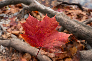 red maple leaf