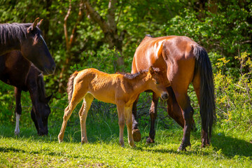 Obraz na płótnie Canvas A newborn foal sucks milk from a mother horse. A herd of horses graze in the meadow in summer and spring, the concept of cattle breeding, with space for text.
