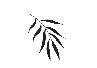 Black palm leaves isoted on white background. Black silhouette vector illustration.