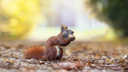 Naklejka na ściany i meble Herbst im Park bei den Eichhörnchen