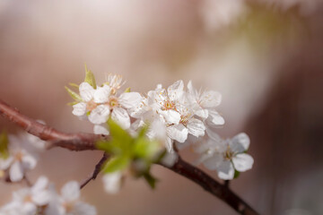Japońskie wiśnie kwitnące. Wiosenne gałązki kwitnącej wiśni. Kwiaty wiśni japońskiej. Wiosenne ogrody z kwitnącymi drzewami. Pastelowe tonacje. Świeże kwiaty.
