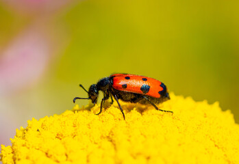 Red beautiful beetle on a yellow flower. The common red soldier beetle Rhagonycha fulva, also misleadingly known as the bloodsucker beetle, is a species of soldier beetle Cantharidae.