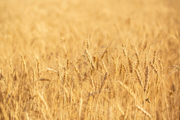 Wheat field on a sunny day. Grain farming, ears of wheat close-up. Agriculture, growing food products.