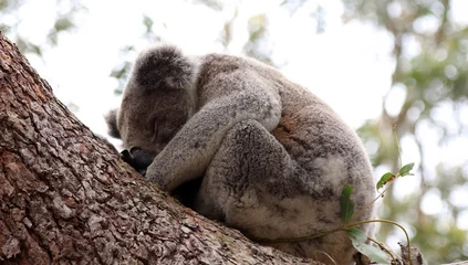 Poster Koala sleeping on a tree branch, New South Wales Australia  © Judith