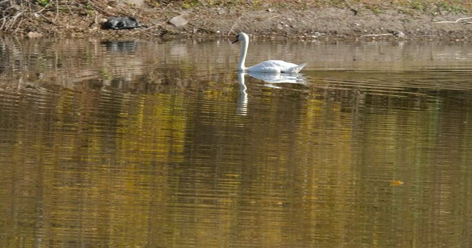 One big bird, swan swims in lake. Pan, traking left HQ 4K DCI 23,976fps footage.