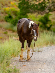 The horse is walking along a country road. Livestock concept, with place for text.