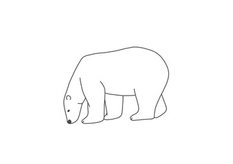 シロクマ　ホッキョクグマ